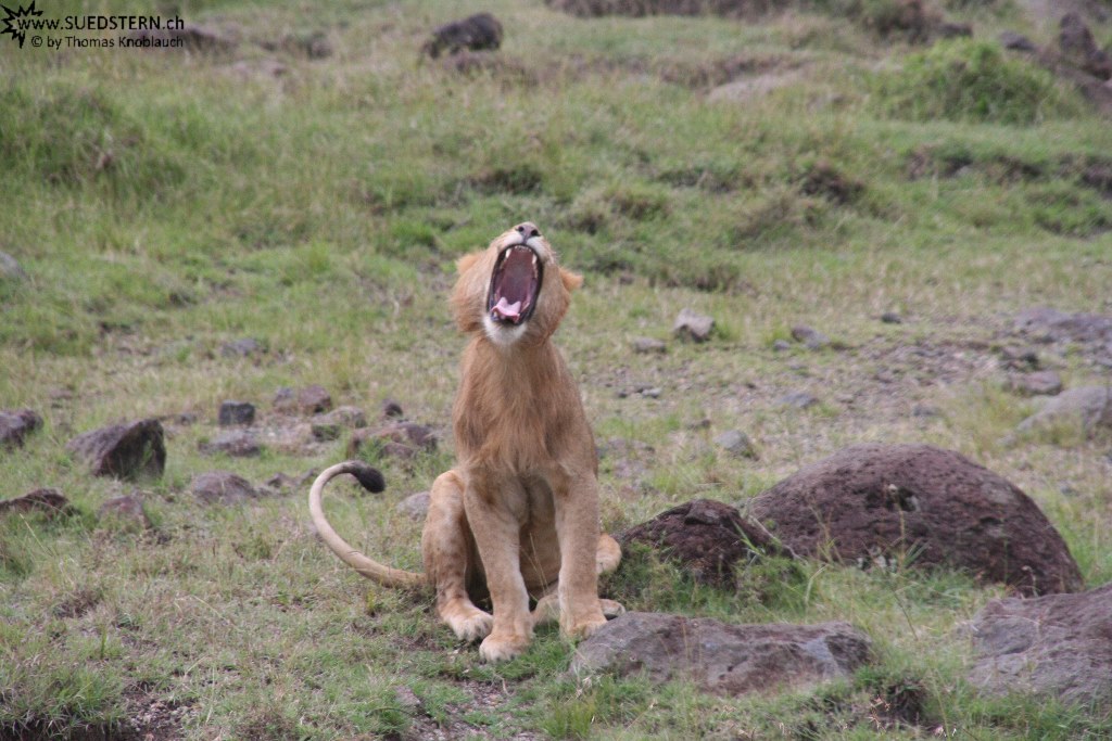 IMG 8178-Kenya, yawning lion in Masai Mara
